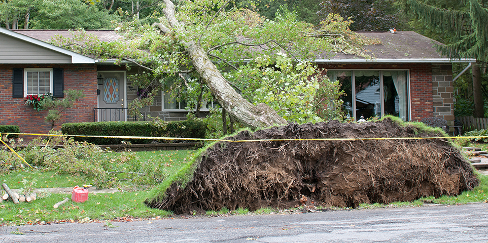 If a tree falls on your house, are you covered?